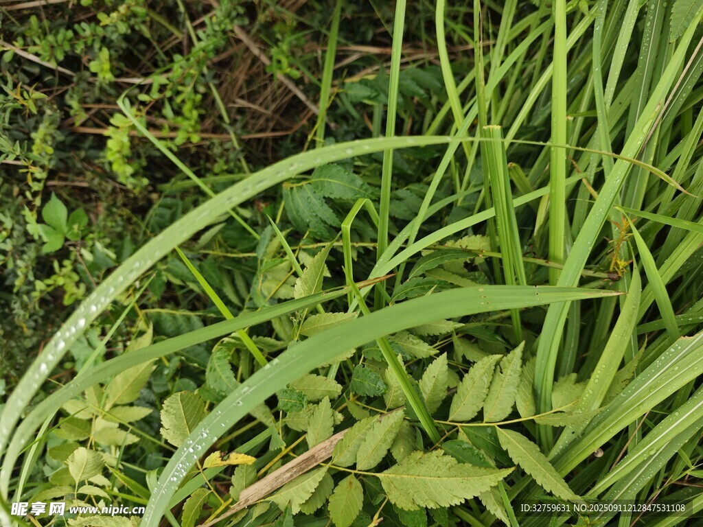 翠綠繁茂的野生草本植物