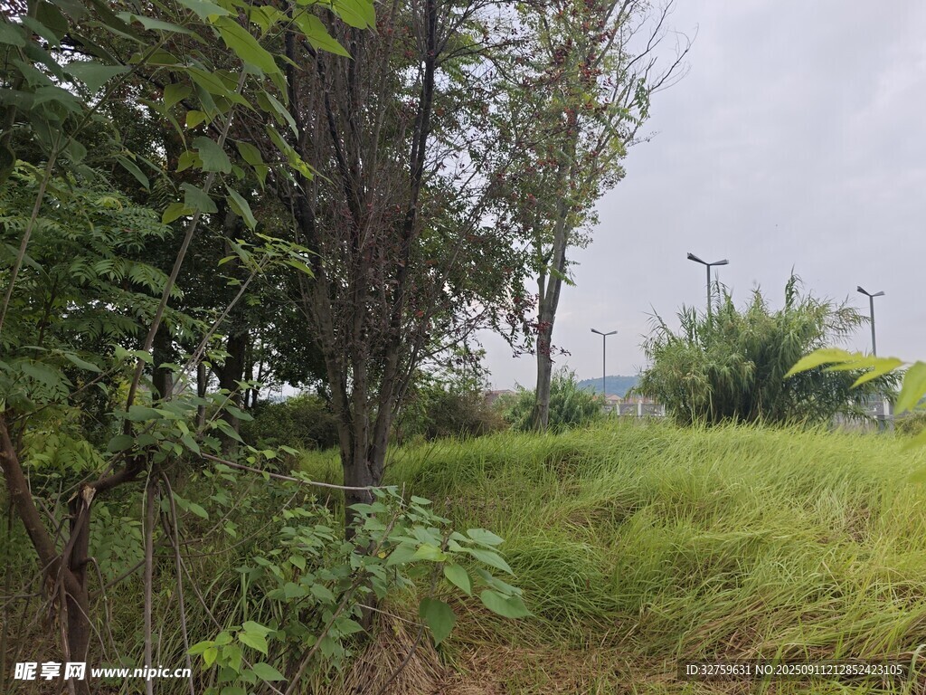 雨中蔥郁樹(shù)林與草地