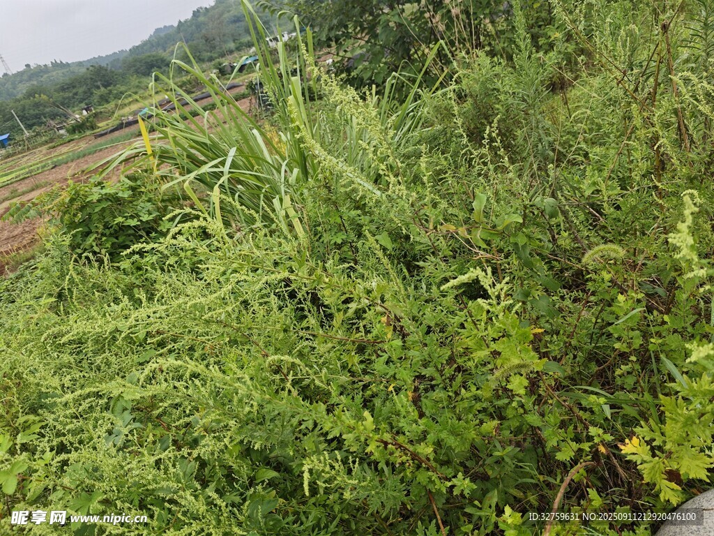 野外繁茂綠植景觀
