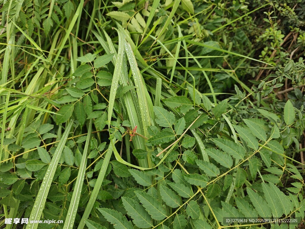 翠綠繁茂的野生植物