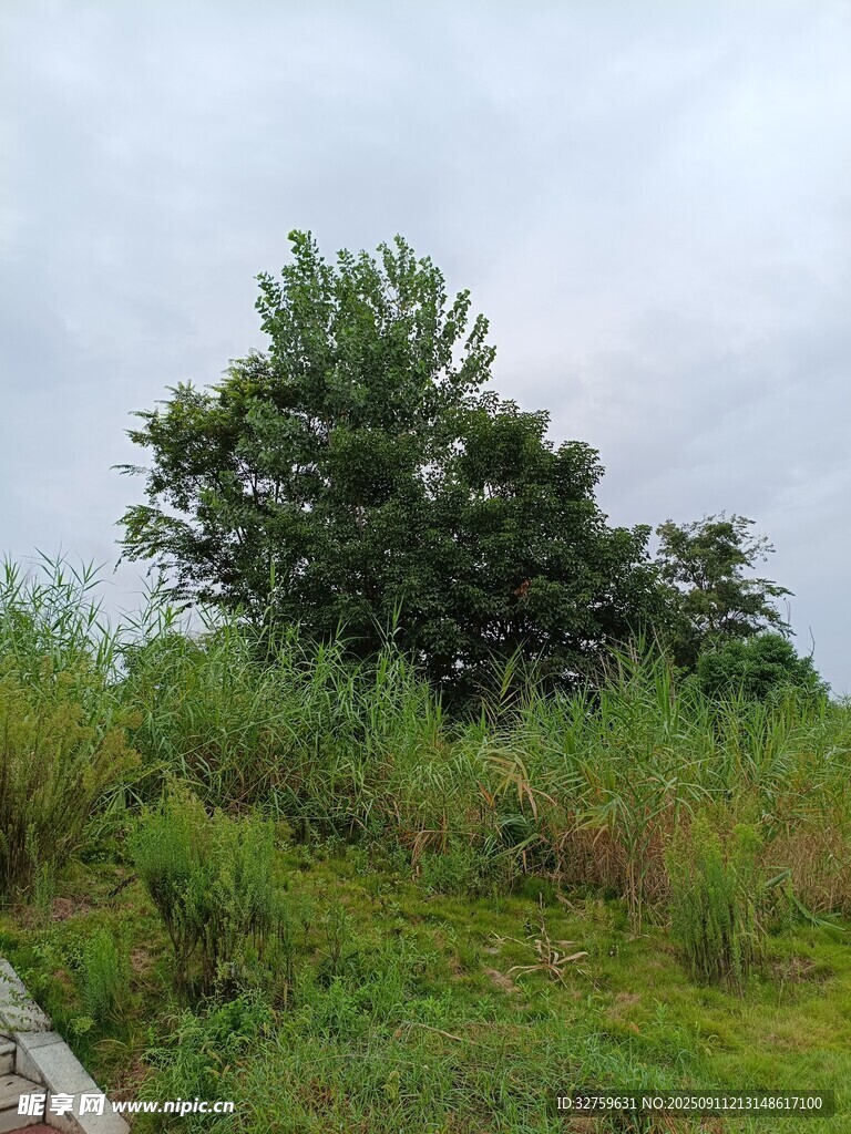 野外草地旁的蔥郁樹木
