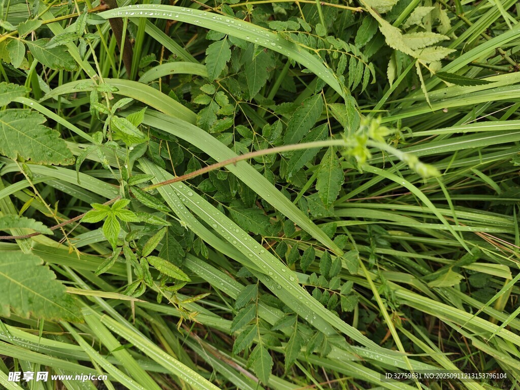 翠綠繁茂的野生草本植物