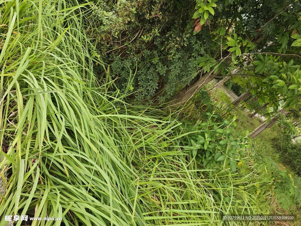 翠綠細長的植物藤蔓