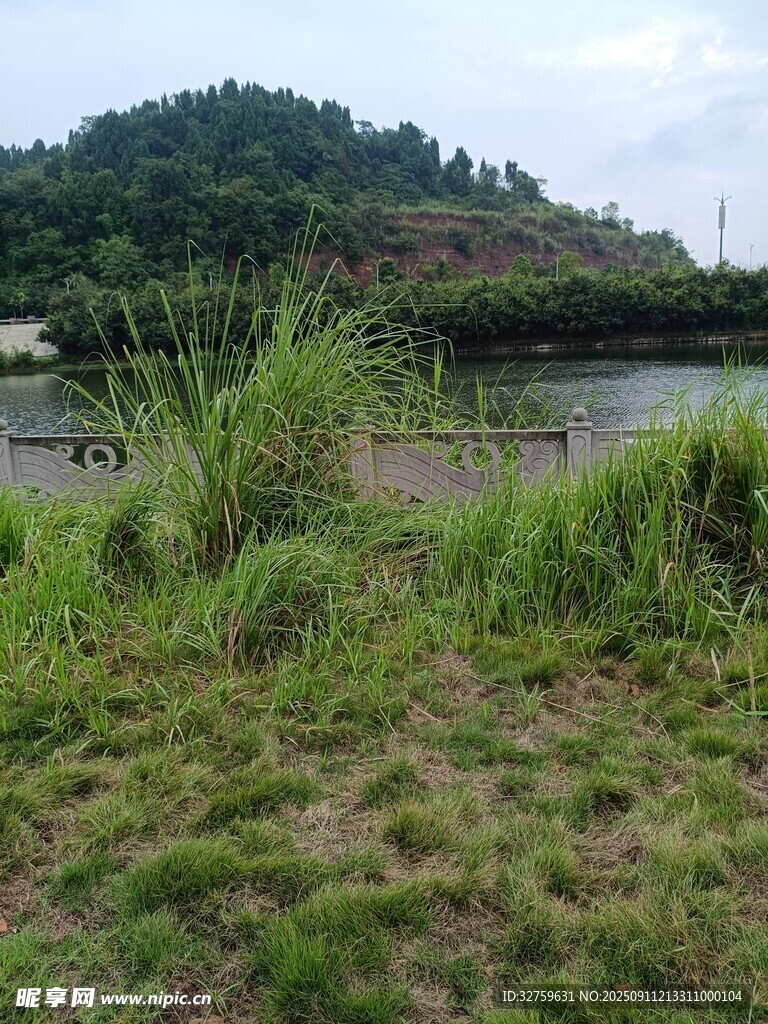 河畔草地與遠處青山景色