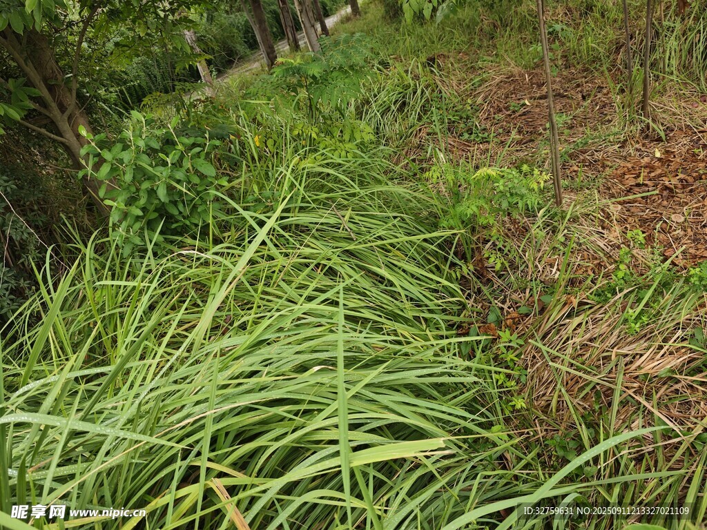 野外茂盛的綠色蕨類植物
