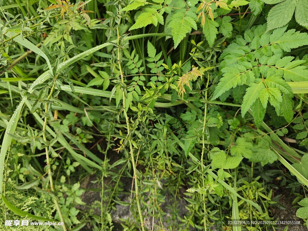 繁茂綠植景觀
