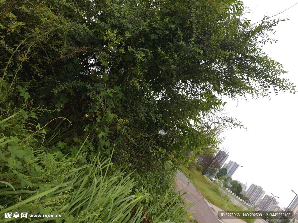 路邊蔥郁綠植景觀