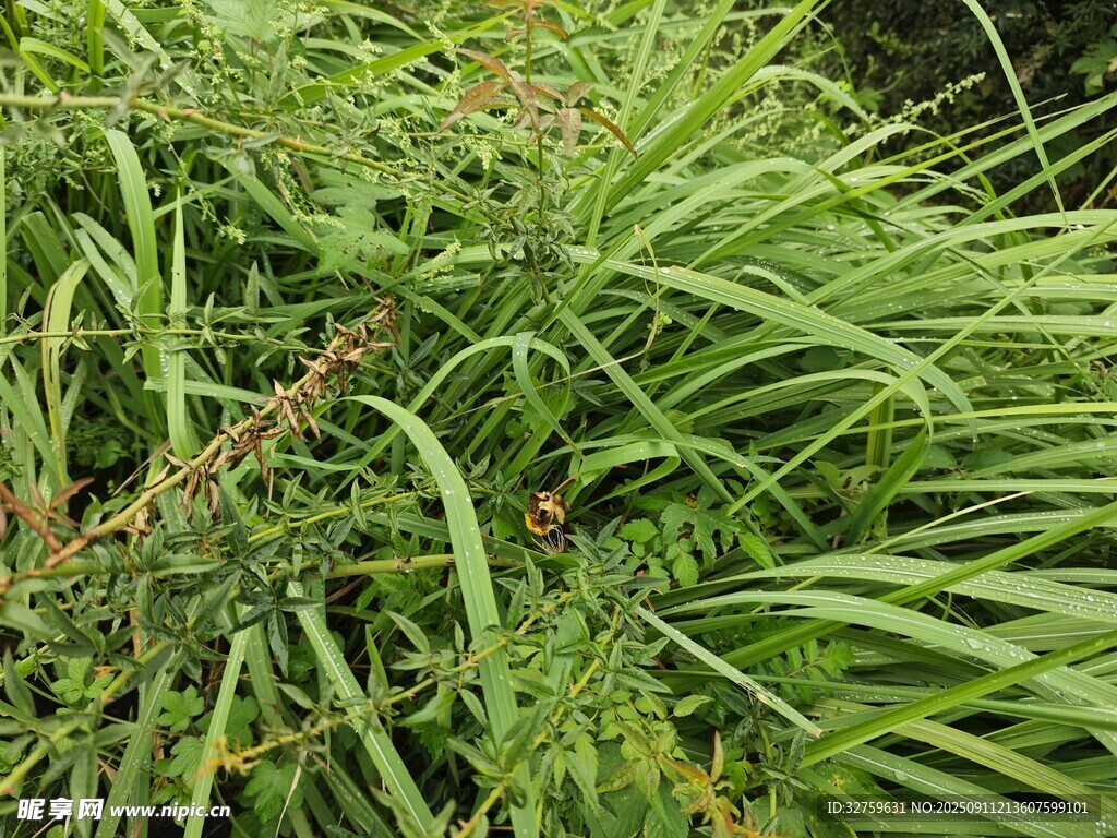 翠綠繁茂的野生草本植物