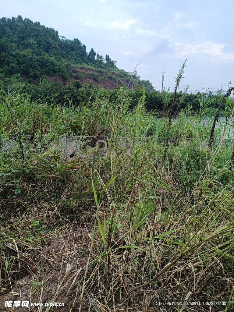 野外繁茂的草地與遠(yuǎn)山