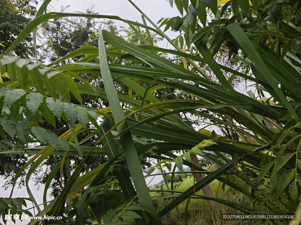 繁茂綠植特寫