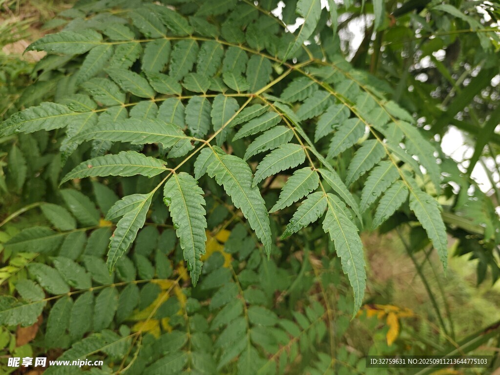 翠綠蕨類葉片特寫