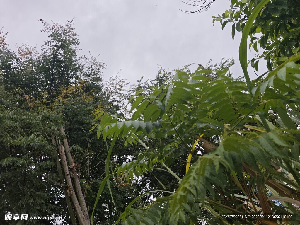 茂密樹林中的繁茂枝葉