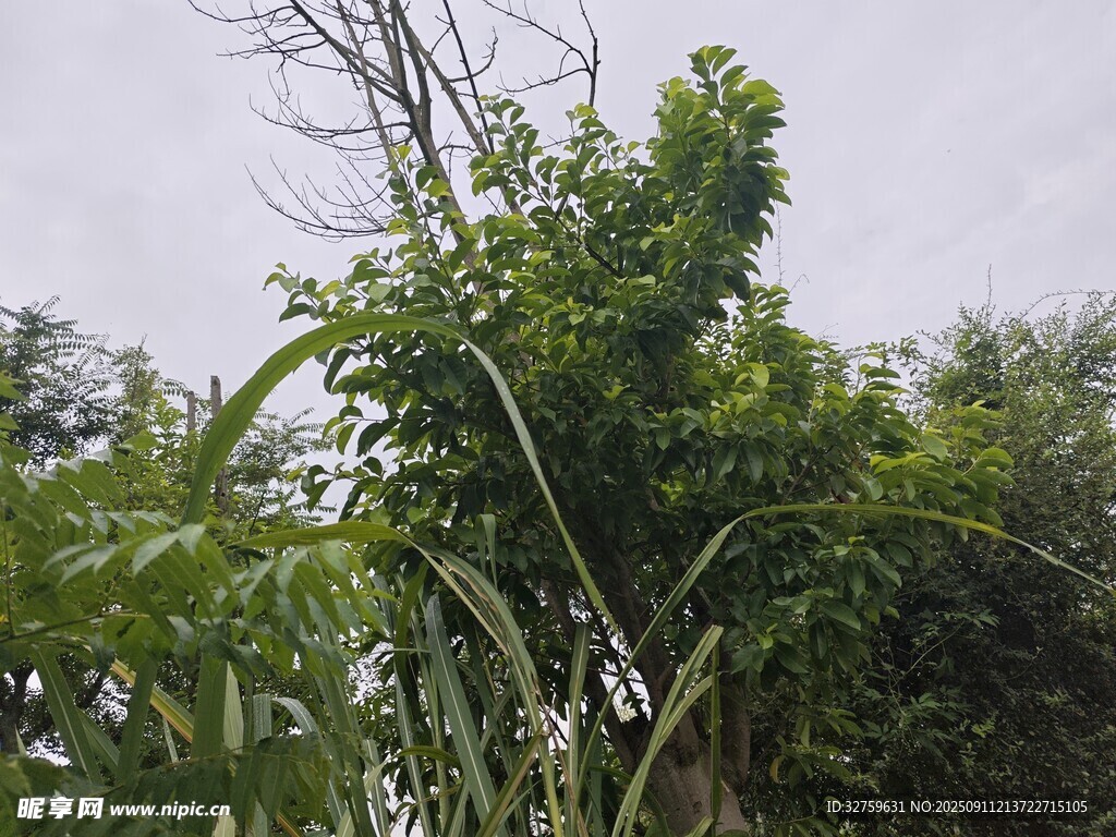 繁茂綠植 