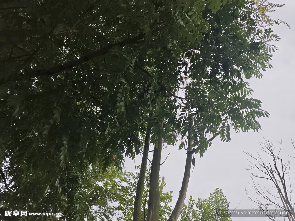 仰視茂密樹林樹梢