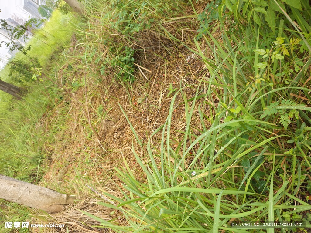 野外蔥郁的綠色植物景觀
