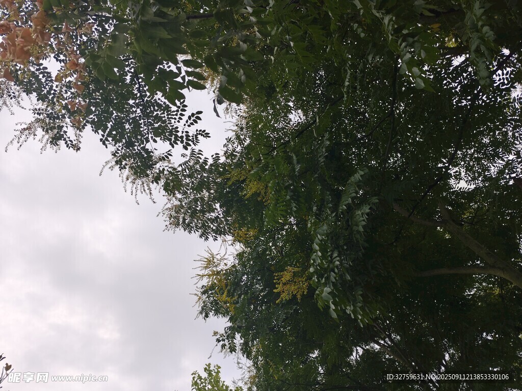 仰視茂密枝葉與天空