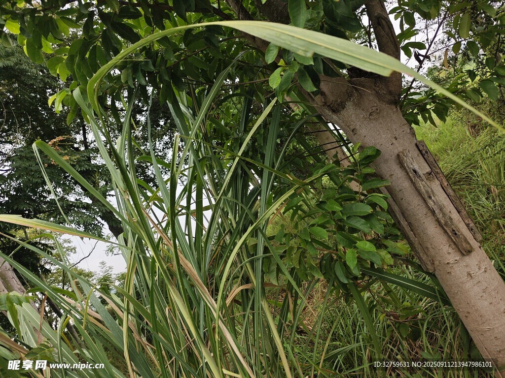 野外綠植環(huán)繞的樹干