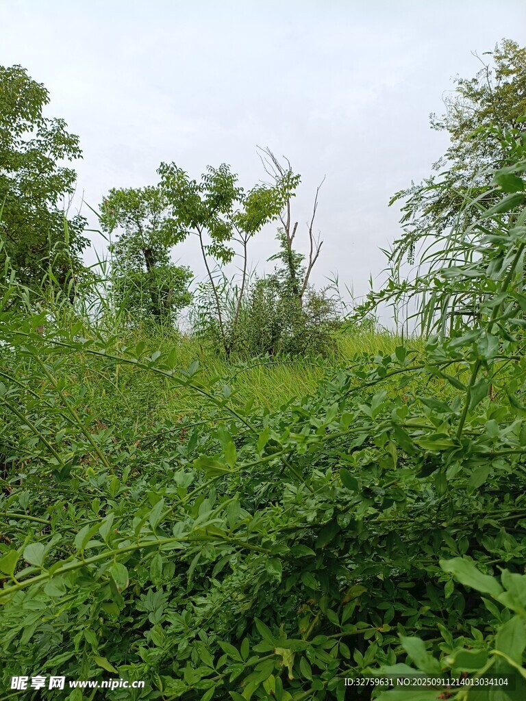 野外繁茂的綠色植物景觀
