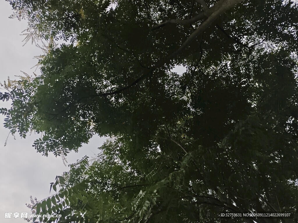 仰視繁茂綠樹(shù)樹(shù)冠