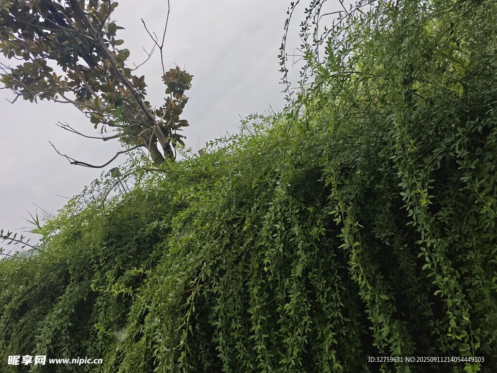 翠綠藤蔓覆蓋的繁茂景象