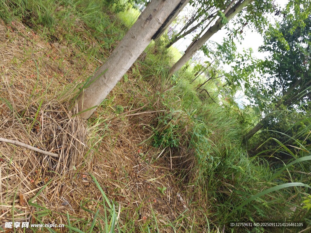 山坡上樹木根系與植被