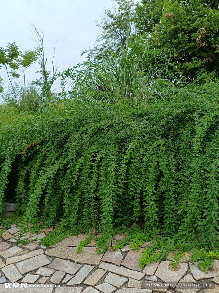 石徑旁垂掛的翠綠藤蔓植物