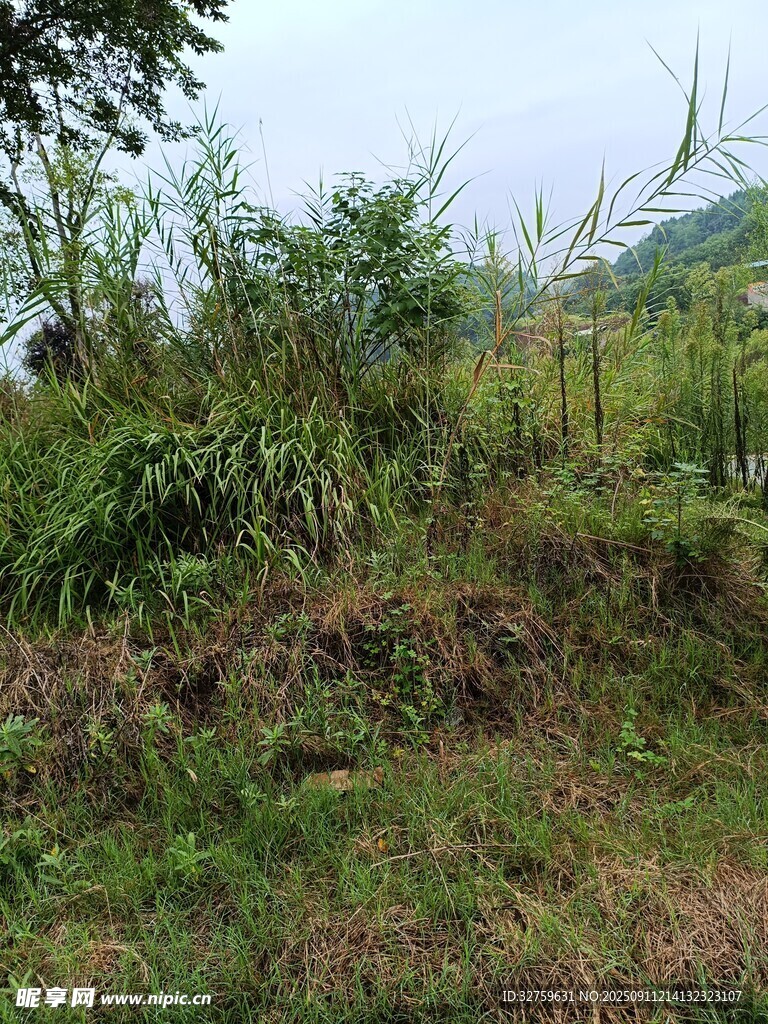 野外綠植叢生的自然場景