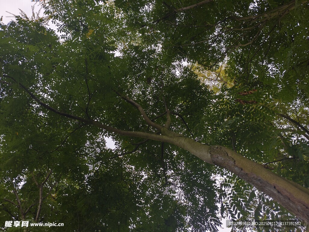 仰視茂密樹林中的高大樹木