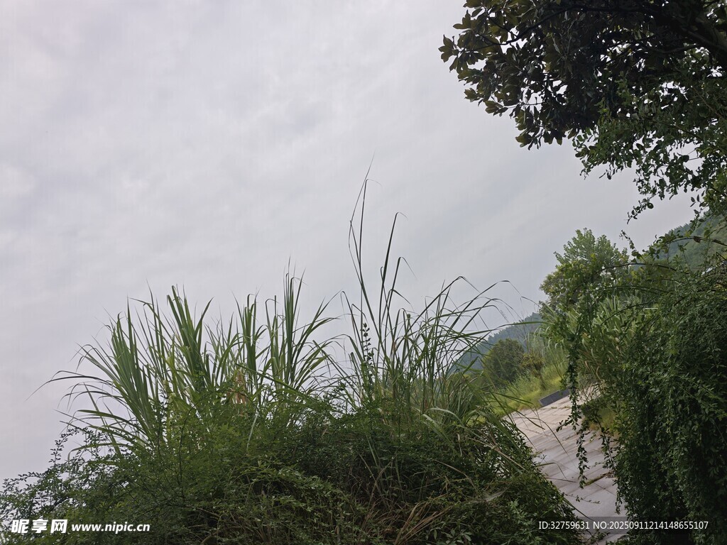 野外蔥郁草木與陰沉天空