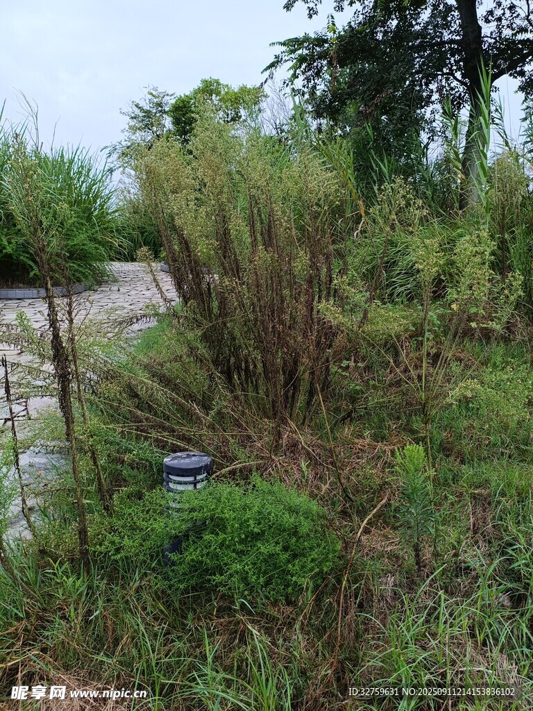 野外雜草叢生的荒廢場景
