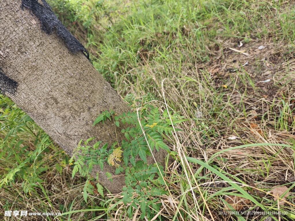 草地上的石塊與綠植