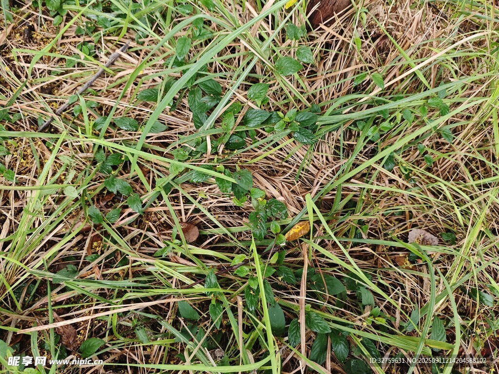 翠綠與枯黃交織的草地