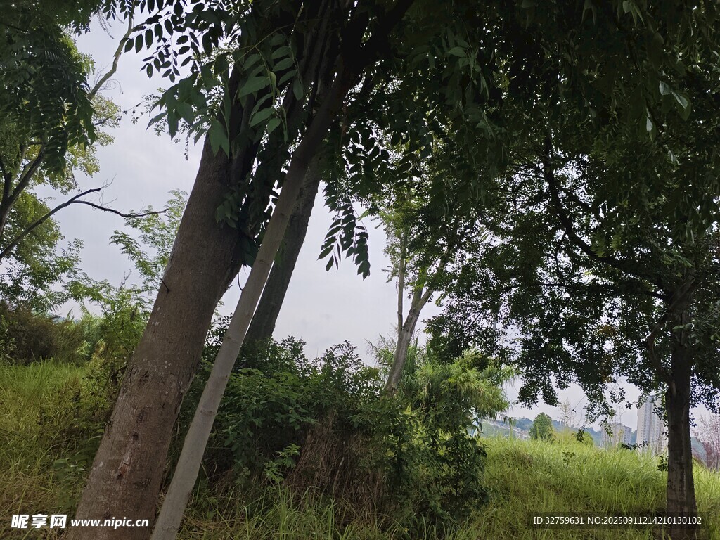 林間綠意盎然的自然景致