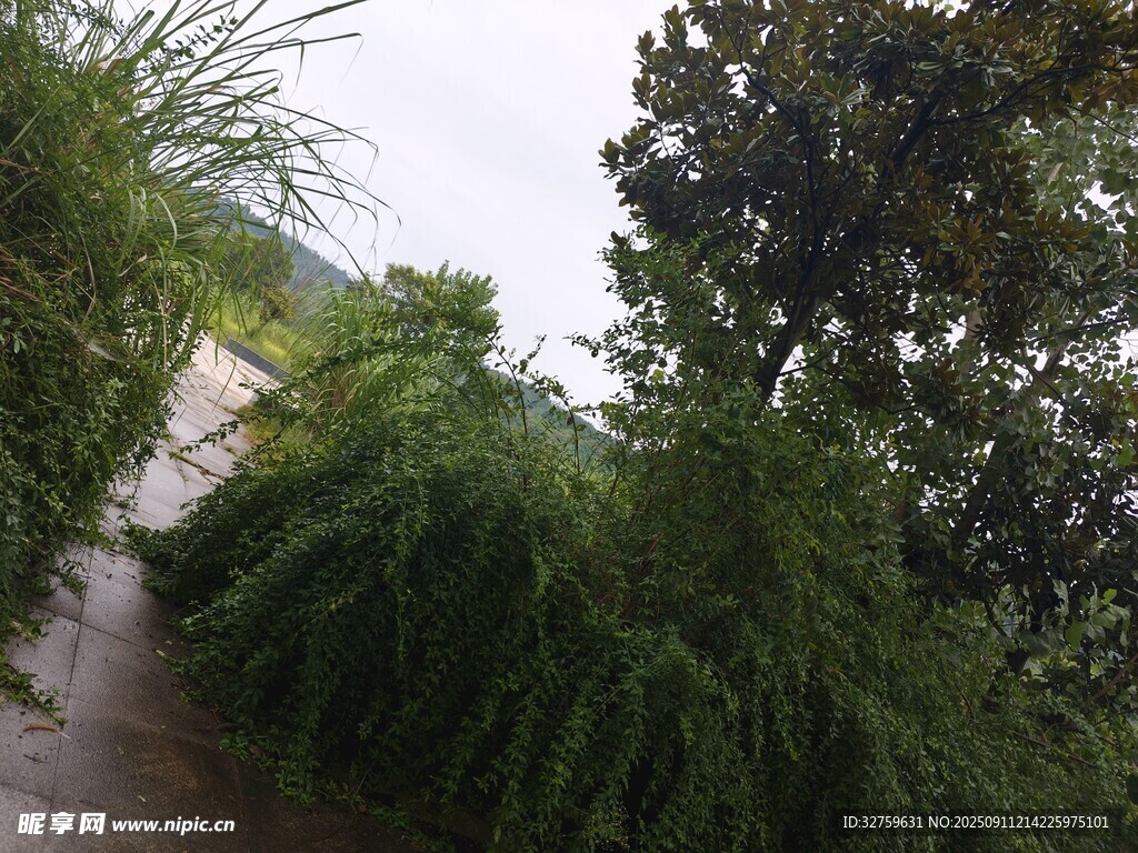小徑旁蔥郁的綠植景觀