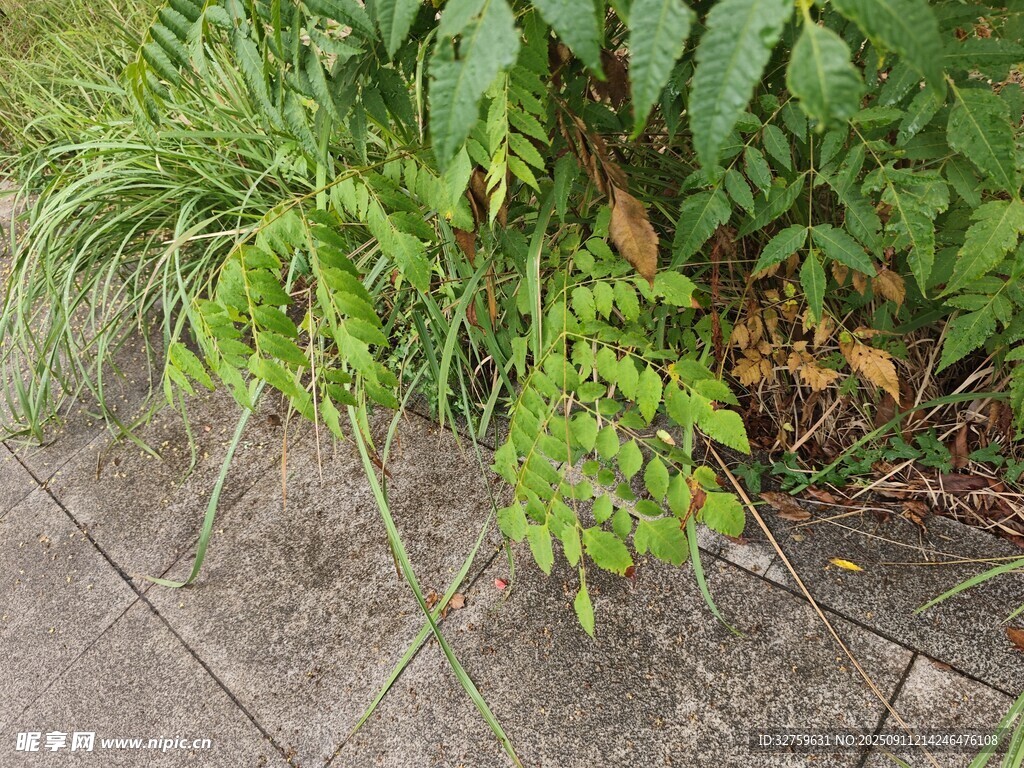 石板旁的翠綠植物
