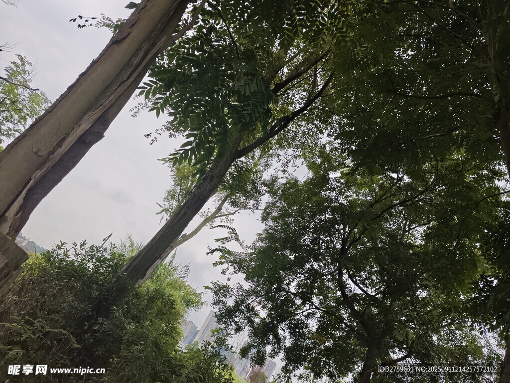 仰視蔥郁樹林景觀
