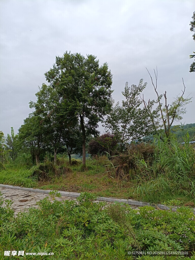 野外綠意盎然的自然景致