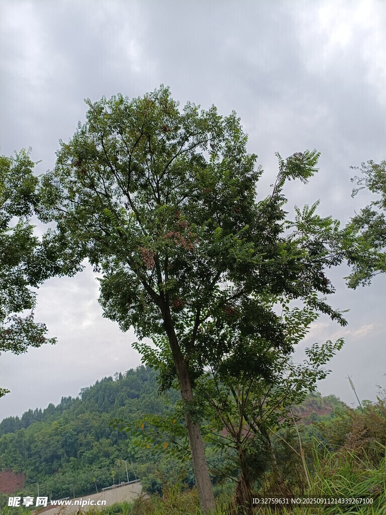 野外孤樹 