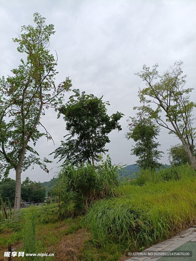 鄉(xiāng)村路邊綠樹青草景致