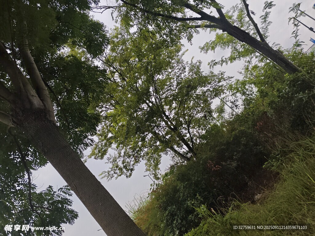 仰視視角下的繁茂樹(shù)木