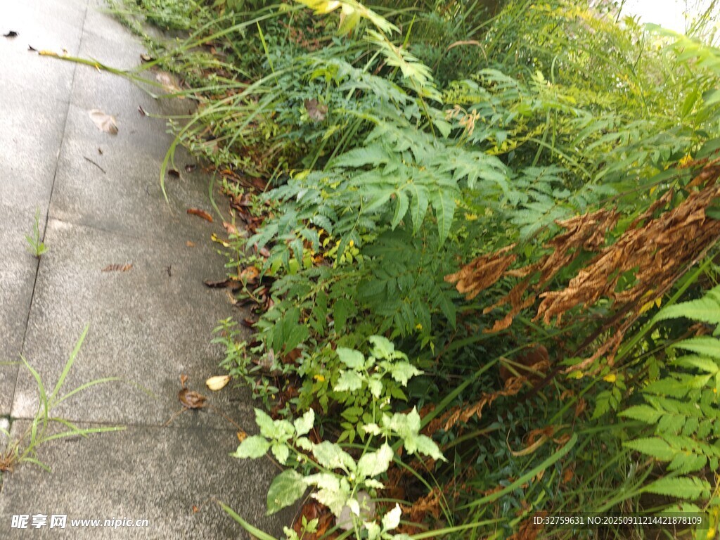 路邊繁茂的綠色植物