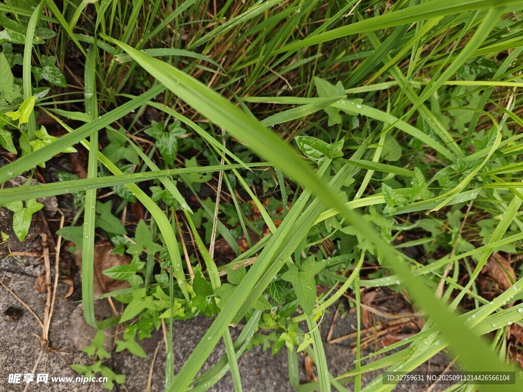 翠綠草叢中的生機(jī)景象
