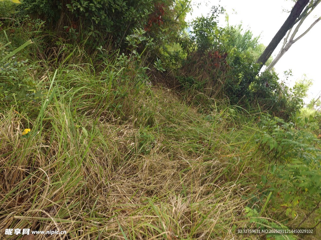 野外草地景象