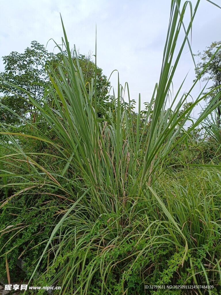 野外茂盛的綠色草叢