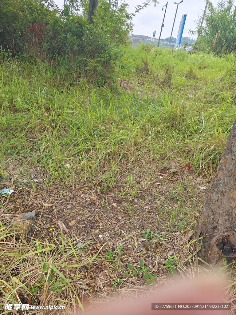 戶外草地景象