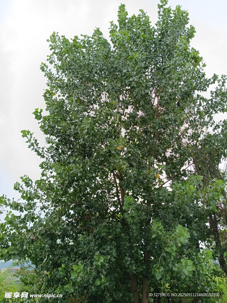 茂盛綠樹展現(xiàn)自然生機(jī)