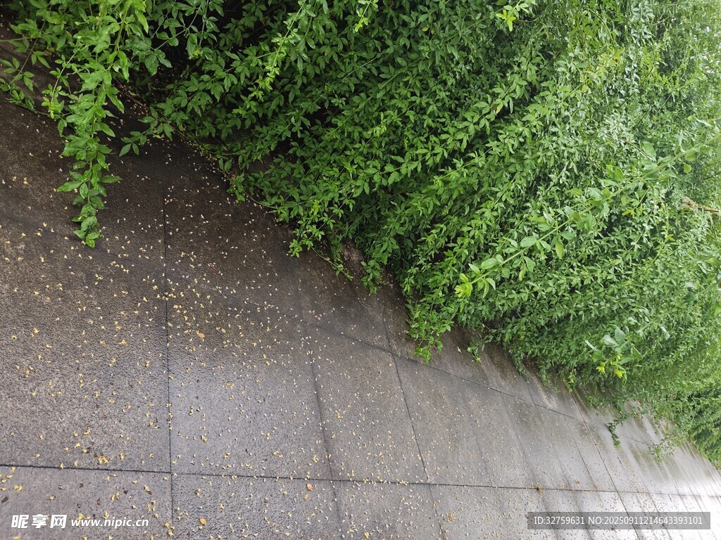 墻邊翠綠藤蔓生機盎然