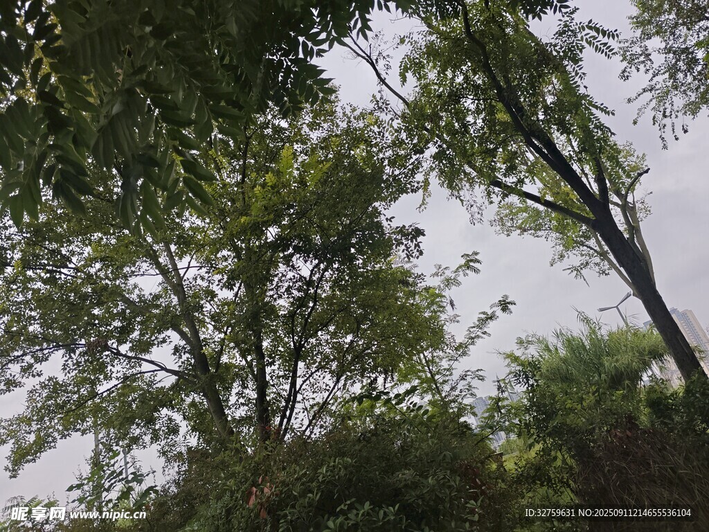繁茂樹林間的天空一角