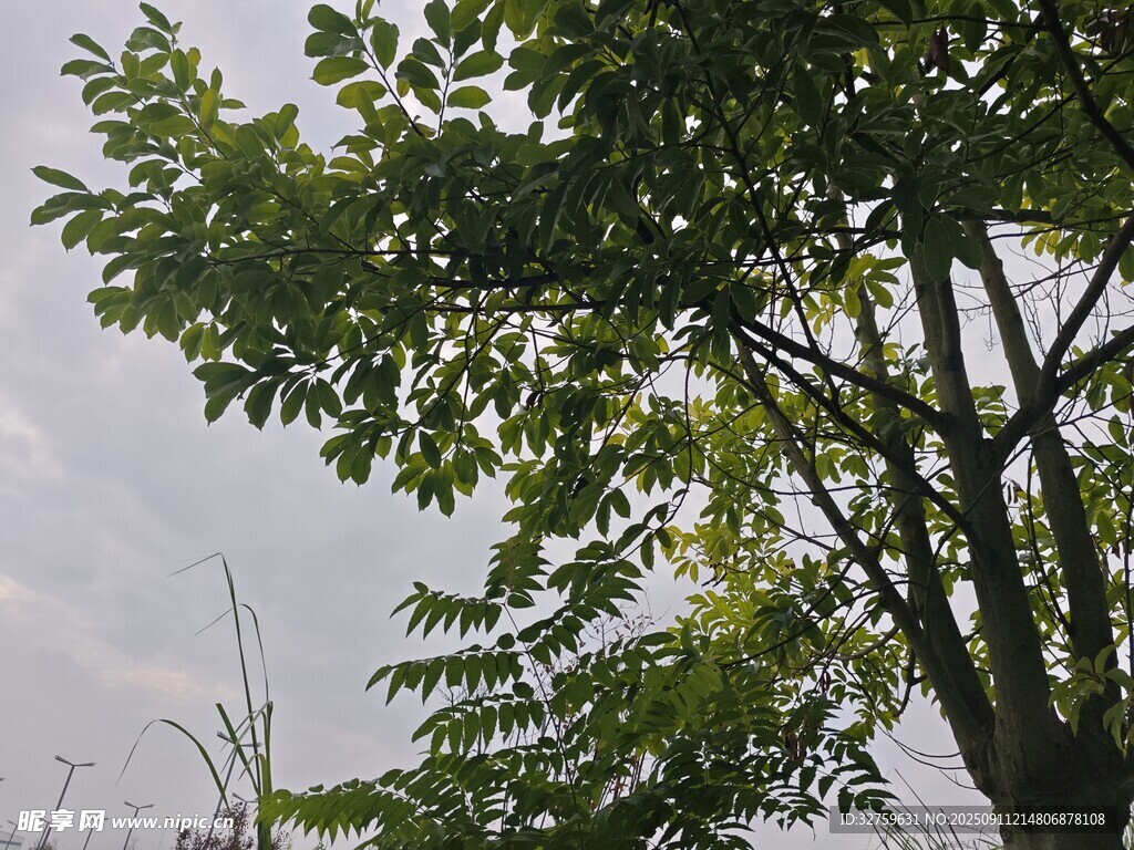 枝葉繁茂的綠樹