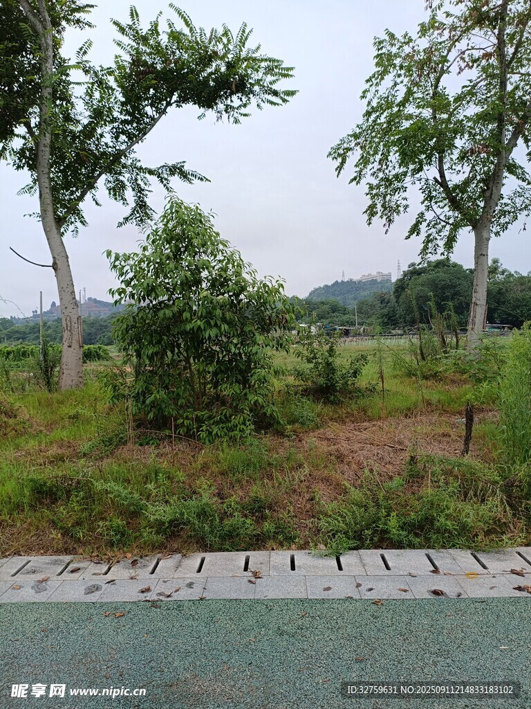 路邊綠意盎然的自然景致